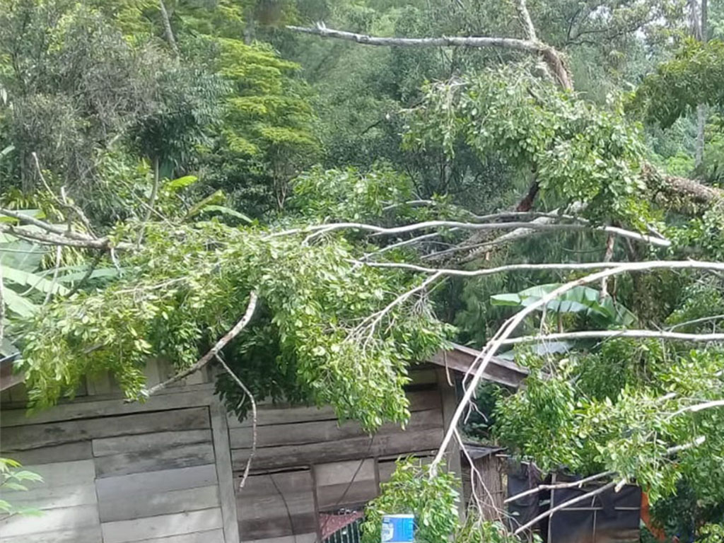 Pohon Tumbang