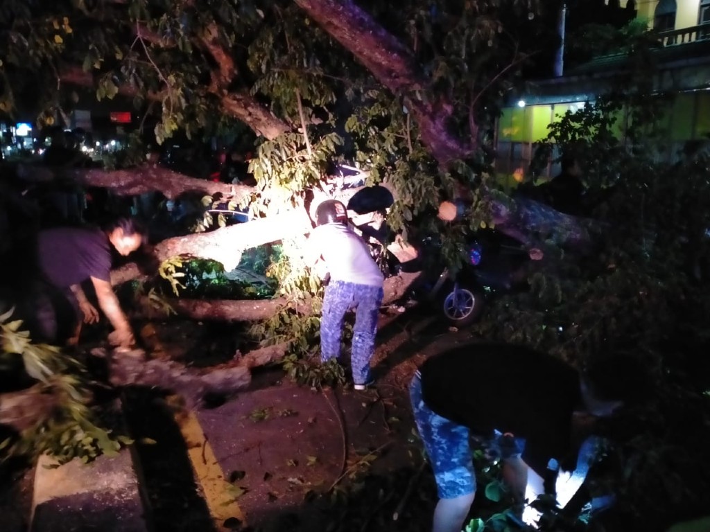 Pohon Tumbang