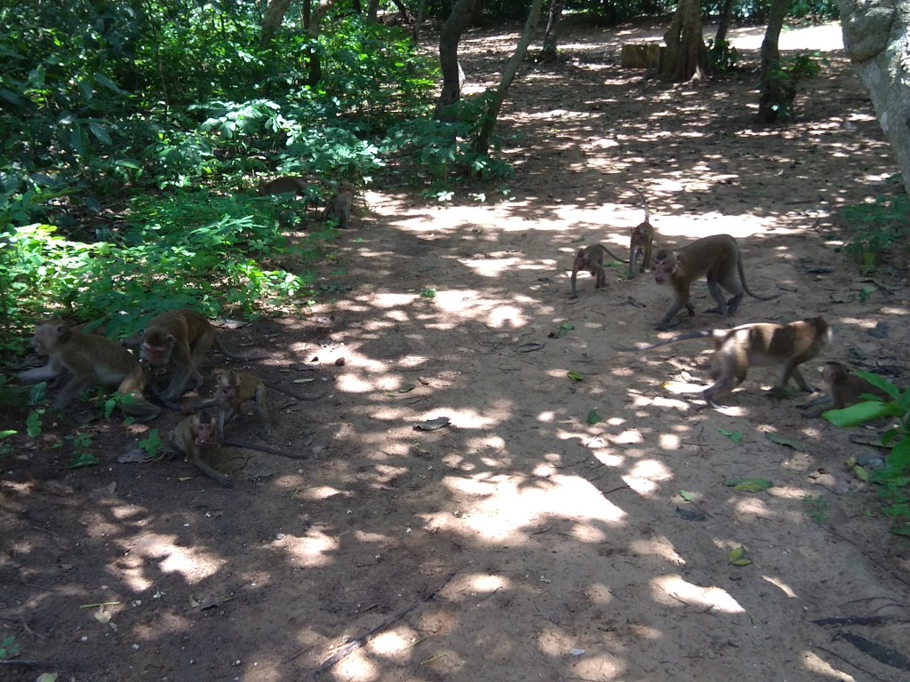 Hutan Kera Nepa Sampang