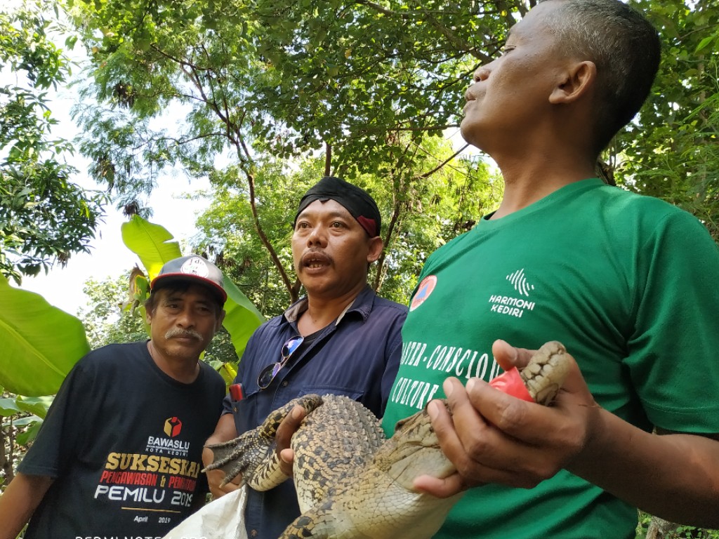 Buaya Muara Kediri