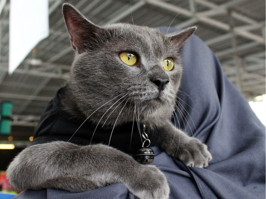 Foto Peragaan Busana Kucing Kampung Di Pontianak Tagar Foto Peragaan Busana Kucing Kampung Di Pontianak Tagar