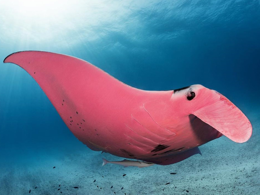 80 Ikan Air Laut Pink Terbaru