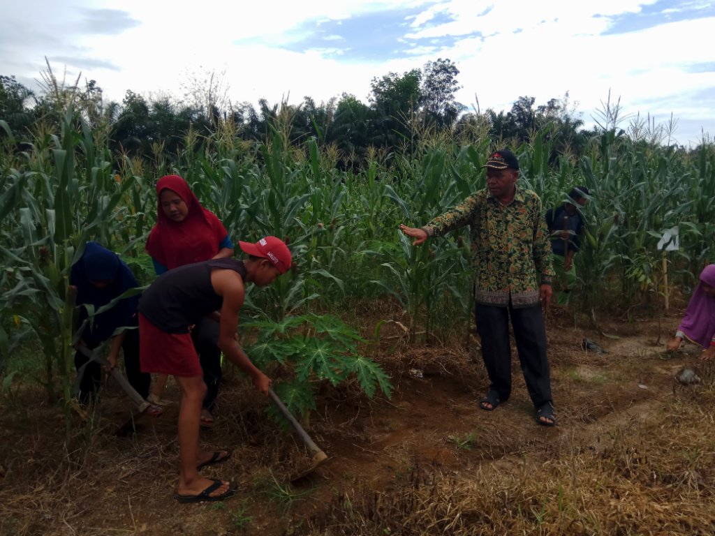 Petani Aceh Joka