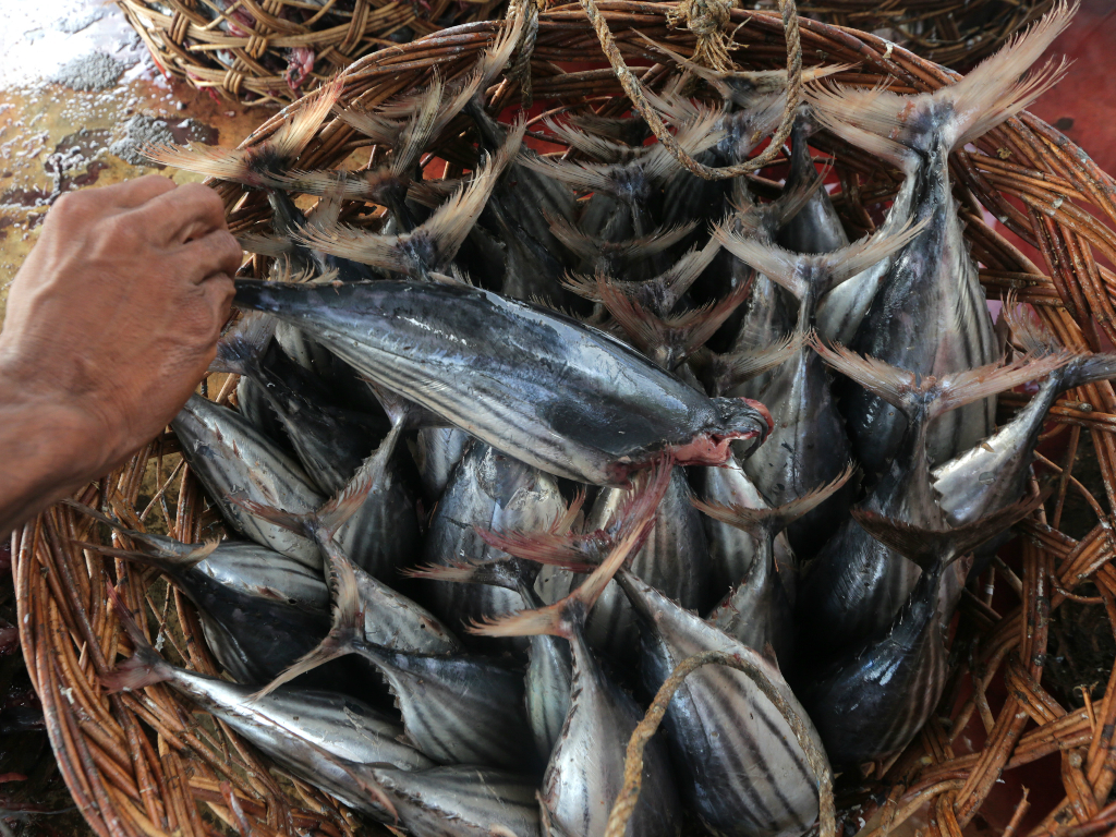 Ikan Kayu di Aceh