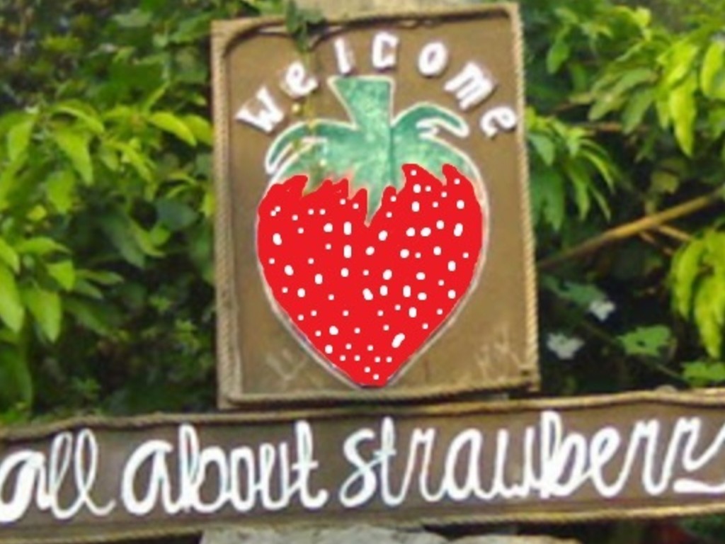 All About Strawberry Cimahi