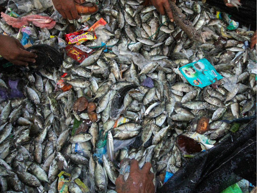 Ikan dan Plastik