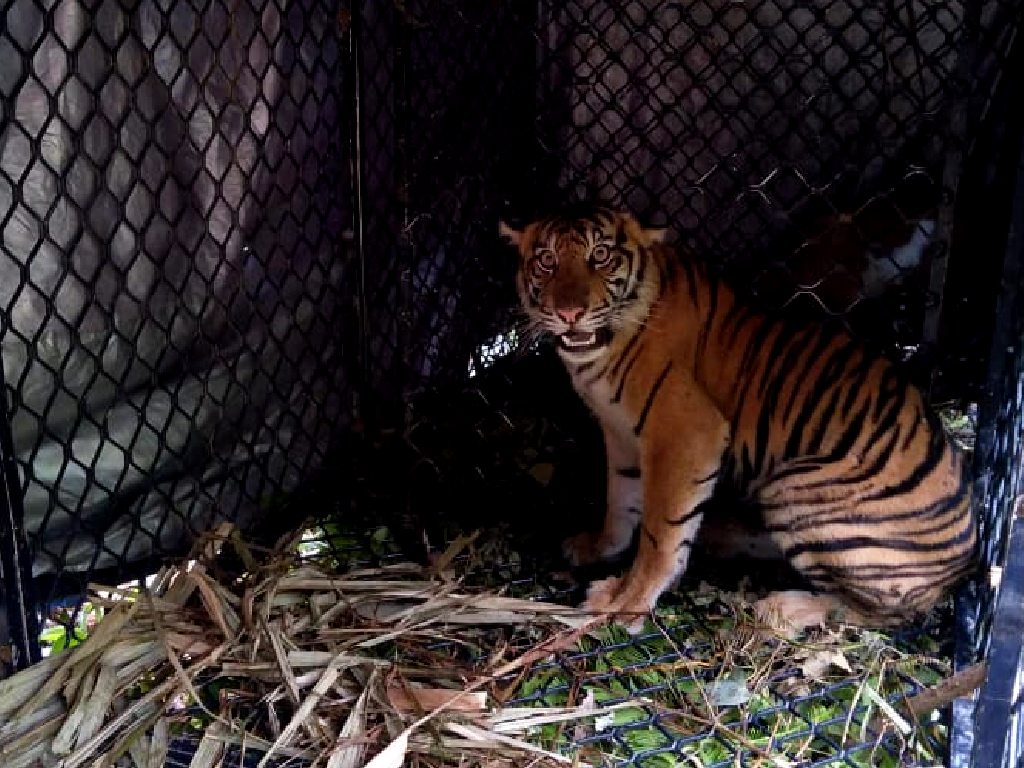 Harimau di Subulussalam