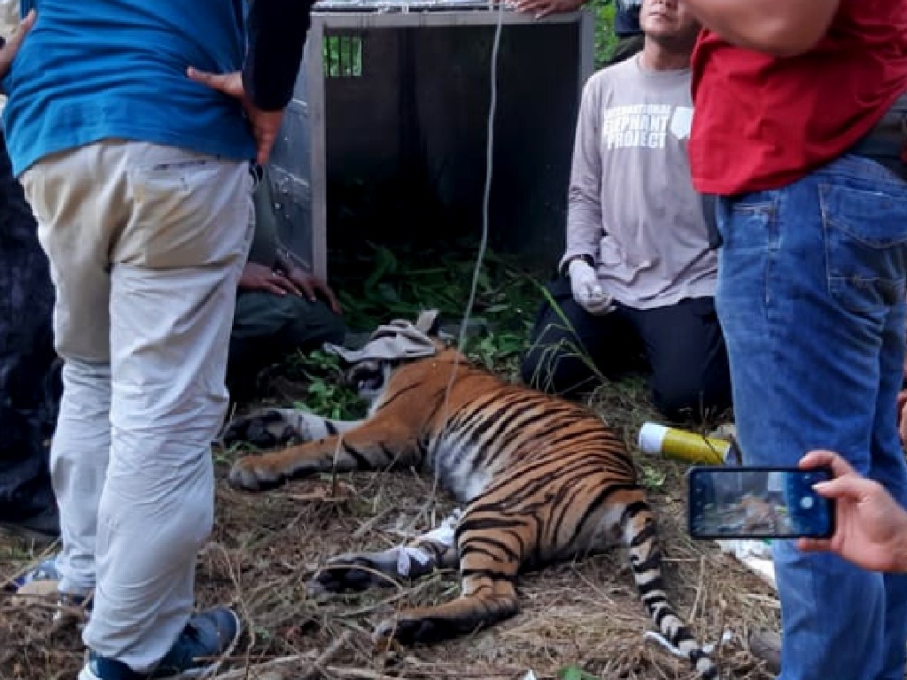 Harimau di Aceh