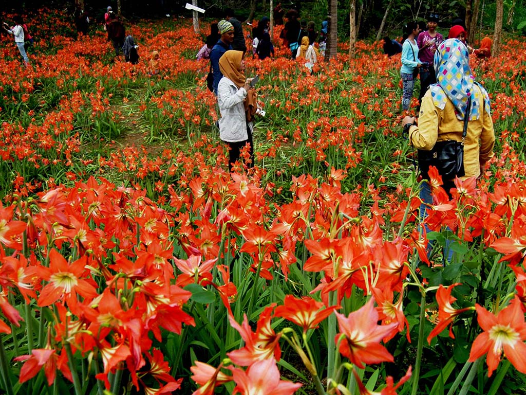 Amaryllis Garden