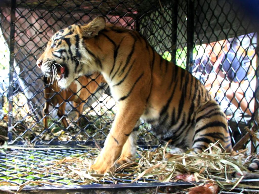 Harimau Aceh