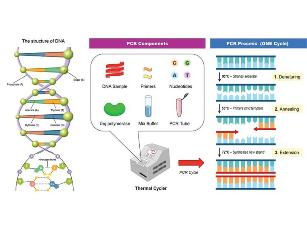 PCR