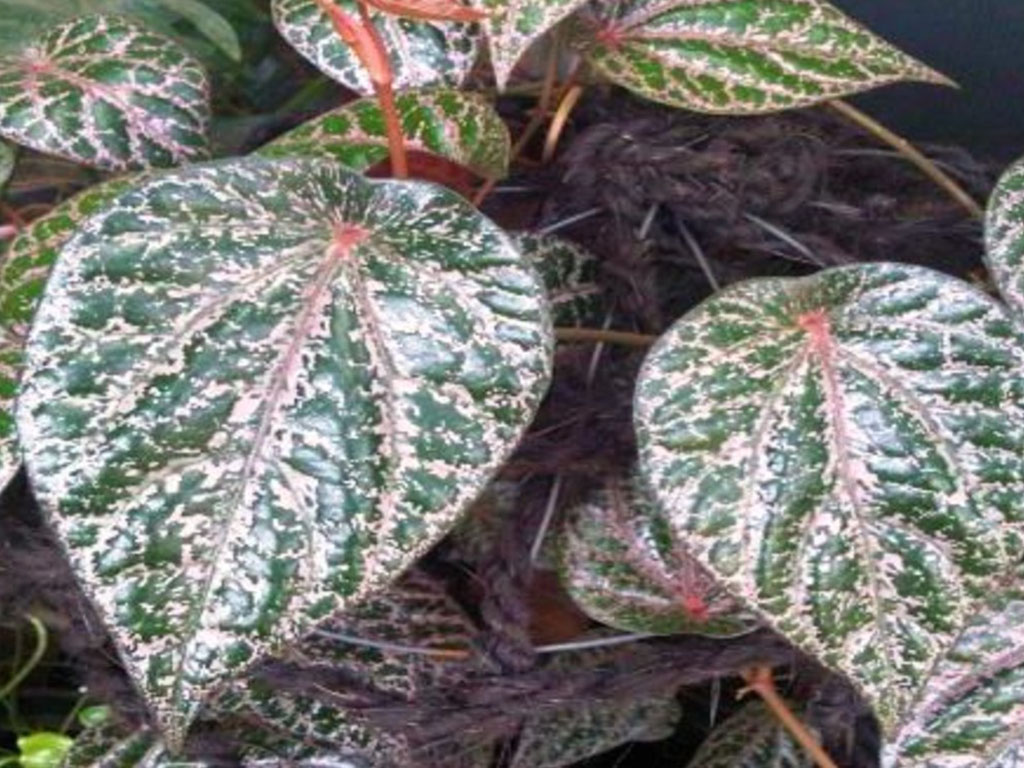 12 khasiat daun sirih merah bagi kesehatan | tagar