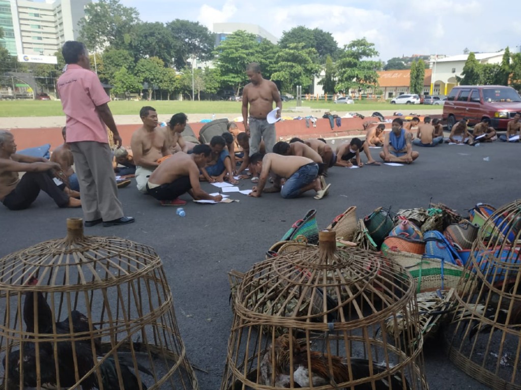 sabung ayam semarang