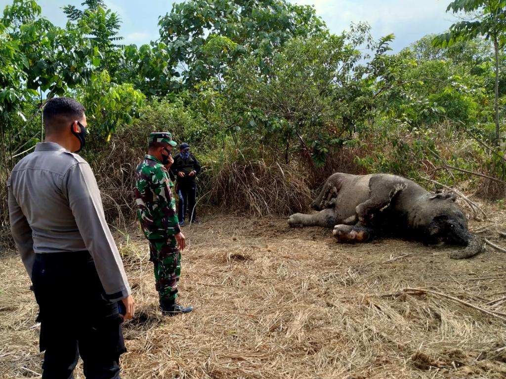 Gajah Mati Aceh