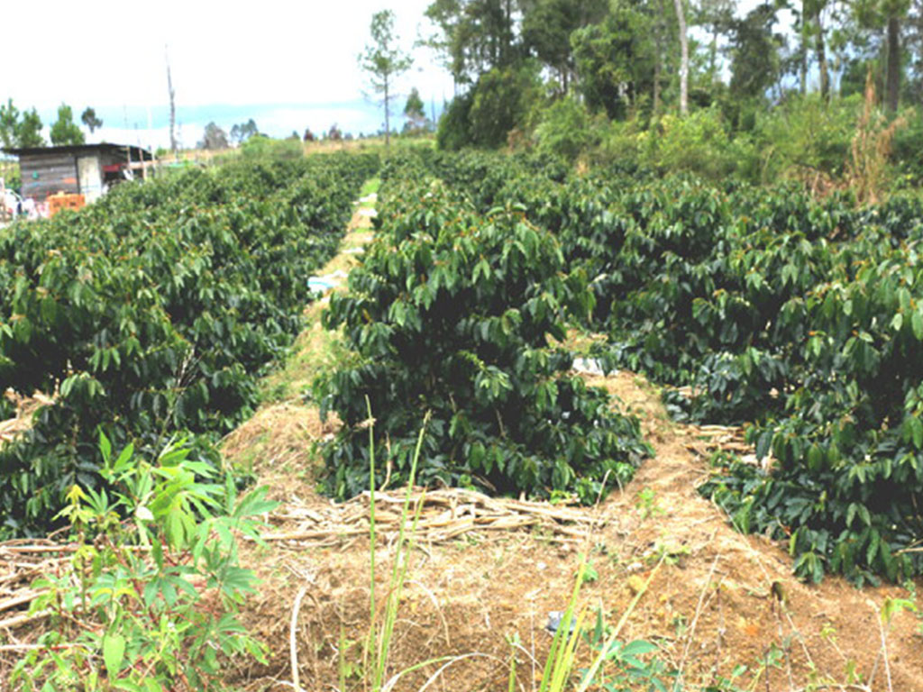 Kebun Kopi