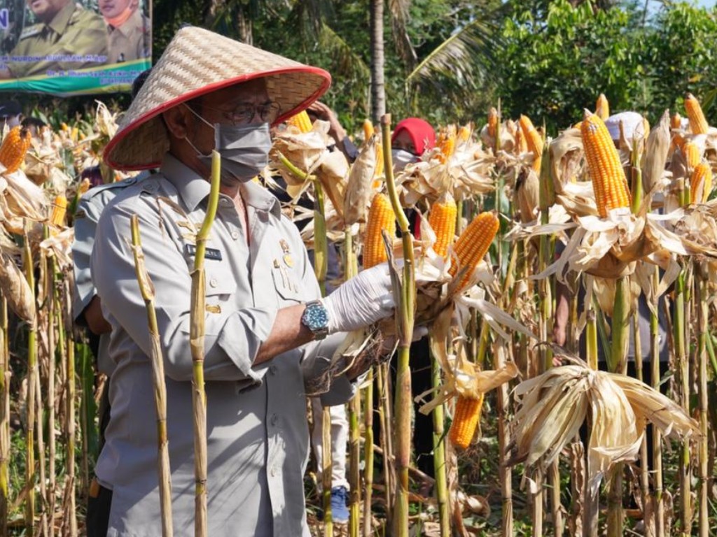 Menteri Pertanian SYL