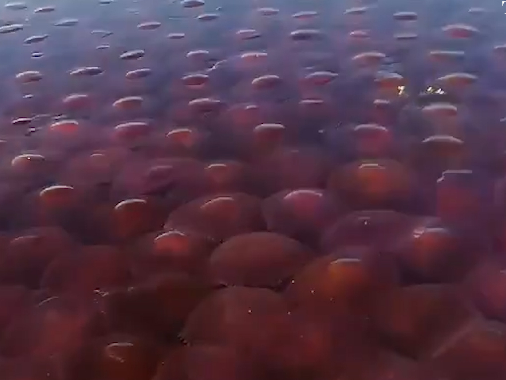 Ubur-Ubur Merah