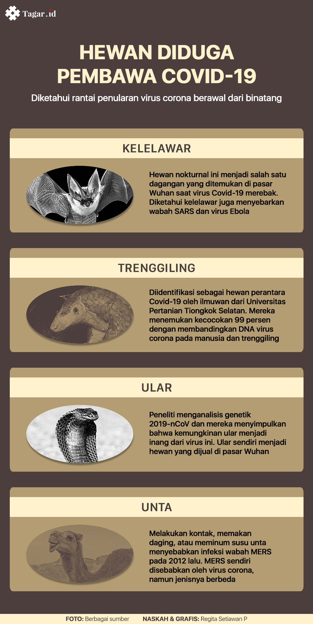 Infografis: Hewan Diduga Pembawa Covid-19