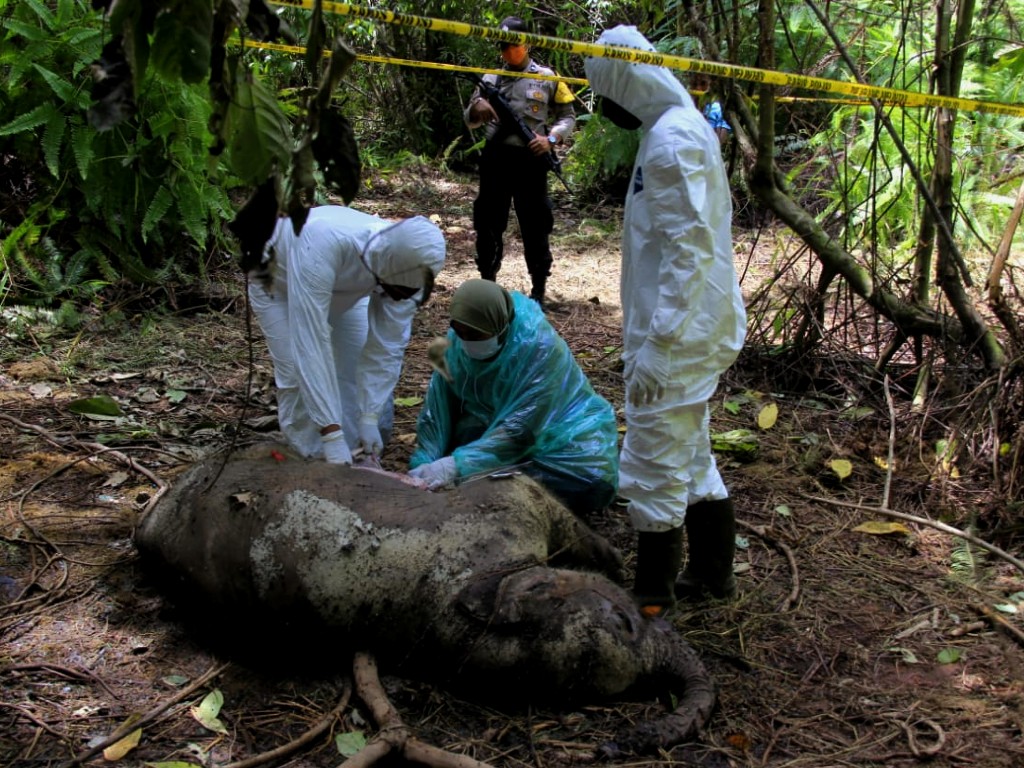 Gajah Aceh