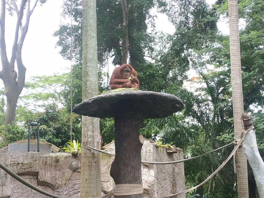 Orang Utan