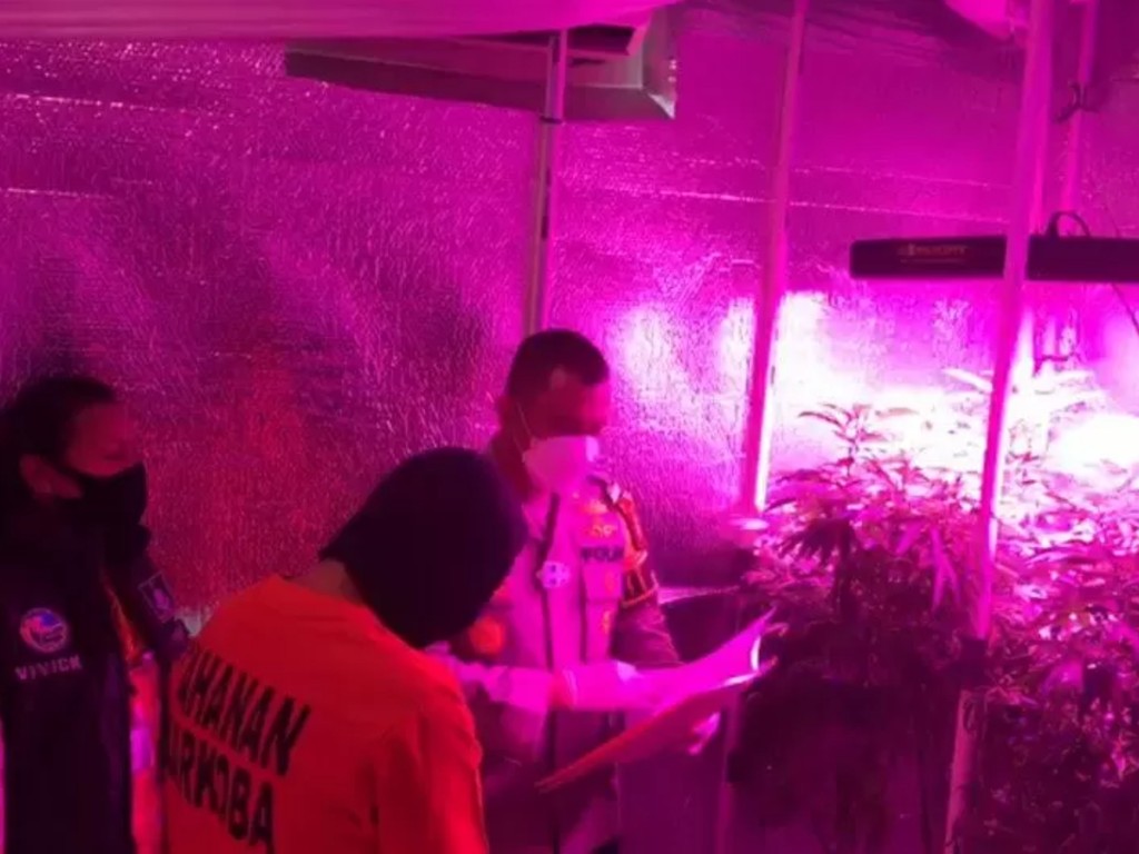 Ganja Kemang