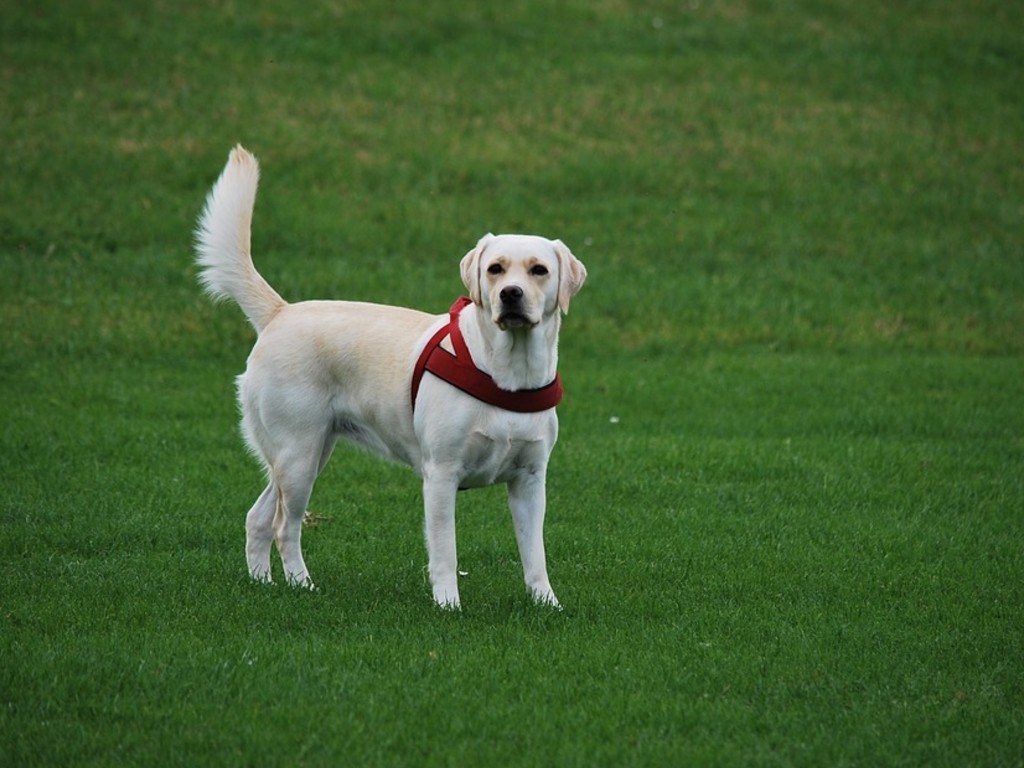 Anjing Labrador