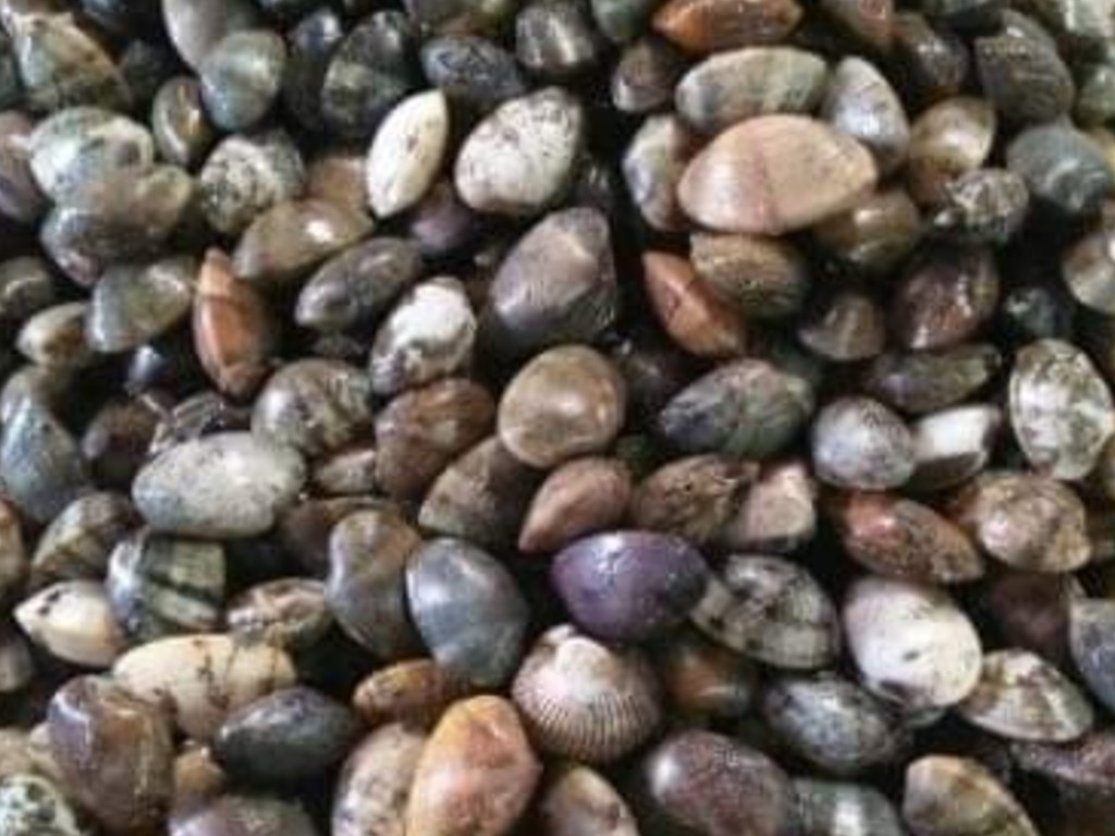 Kerang