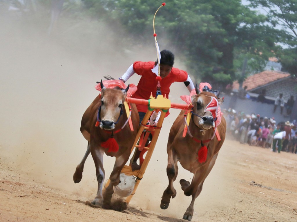 Kerapan Sapi