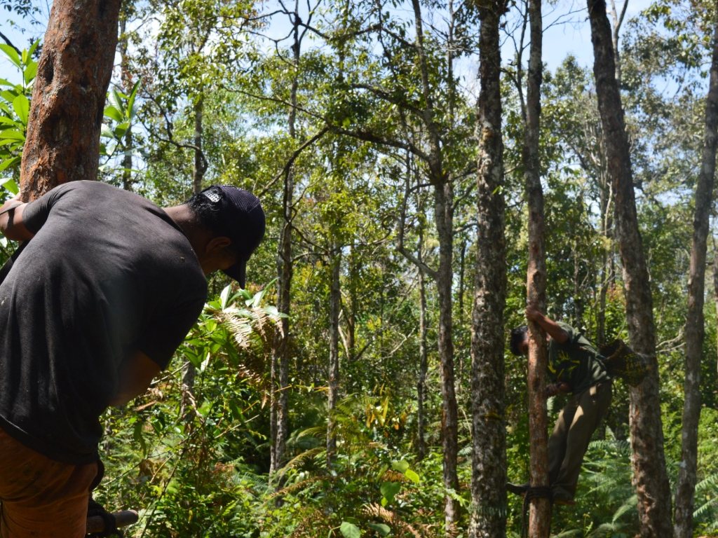 Hutan Adat