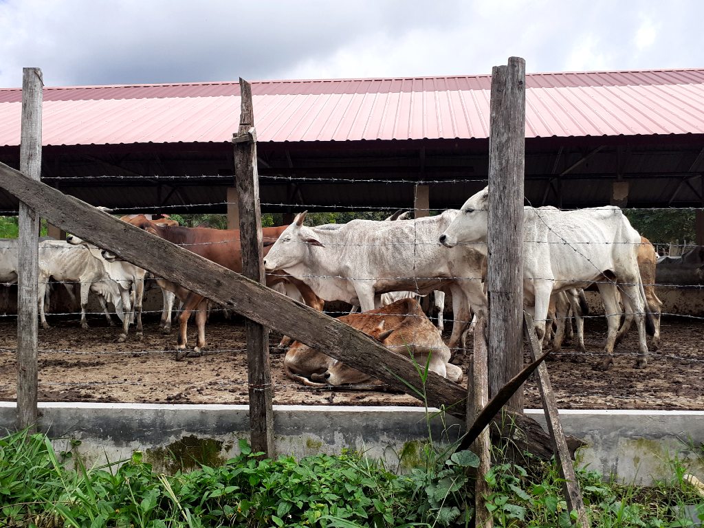 Sapi Aceh