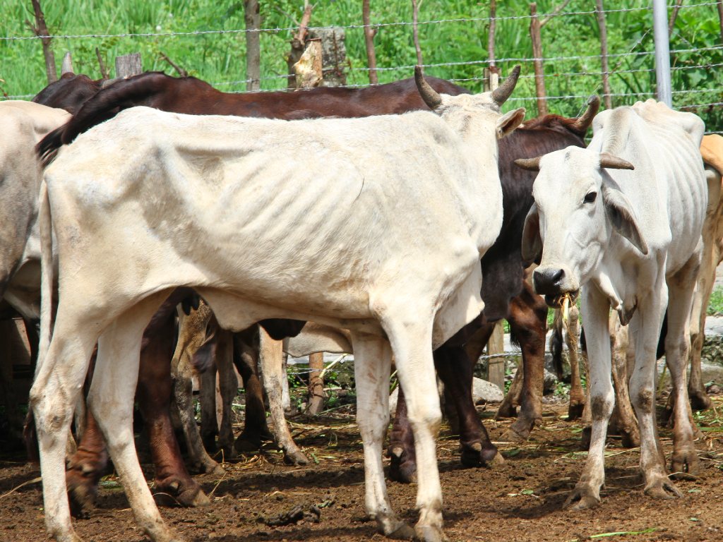 Sapi Aceh