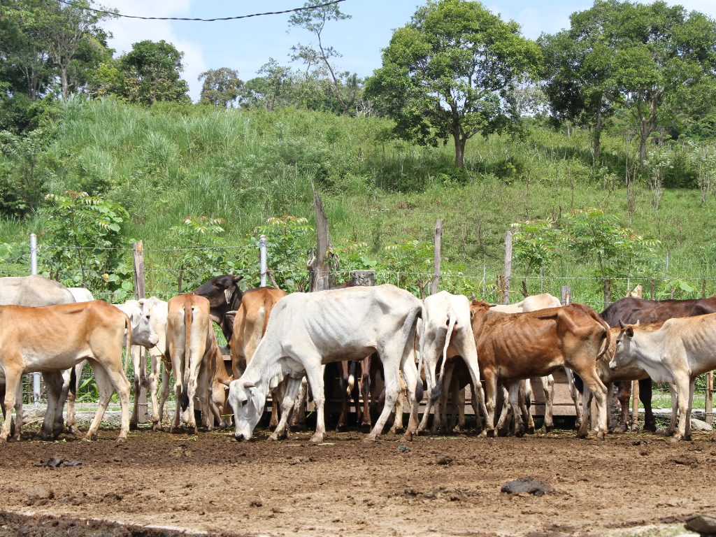 Sapi Kurus Aceh