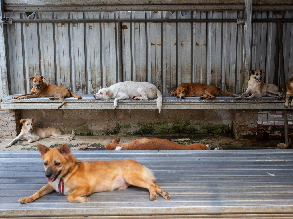 Penampungan Anjing