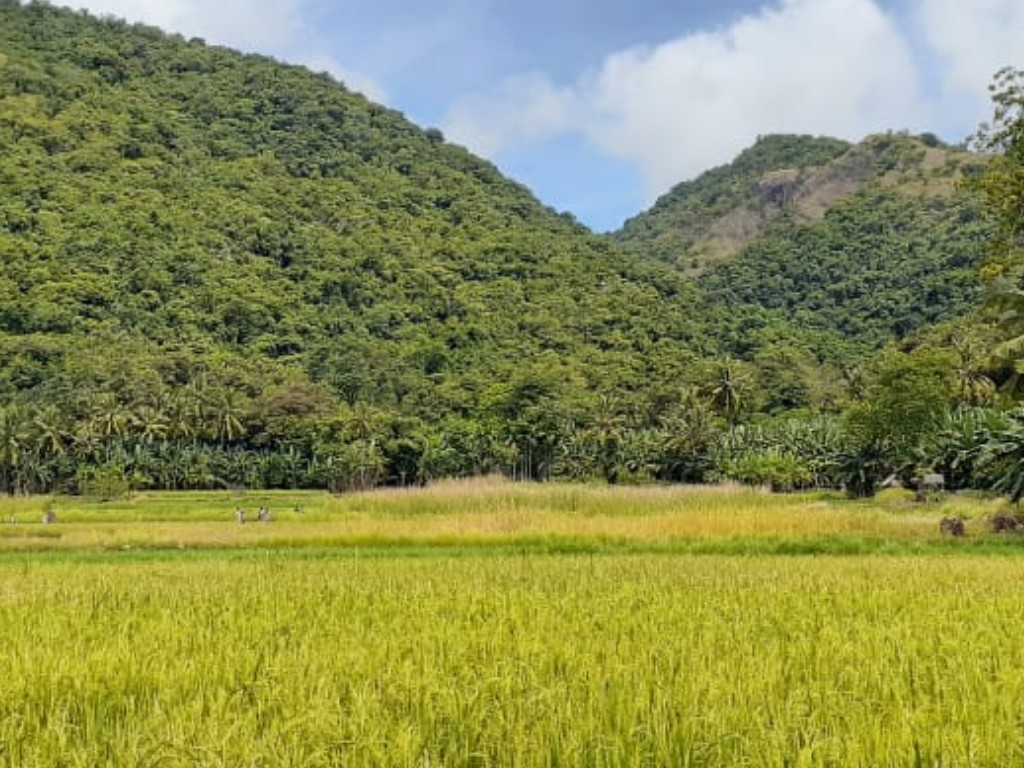 Sawah diLuwuk Manggarai Timur