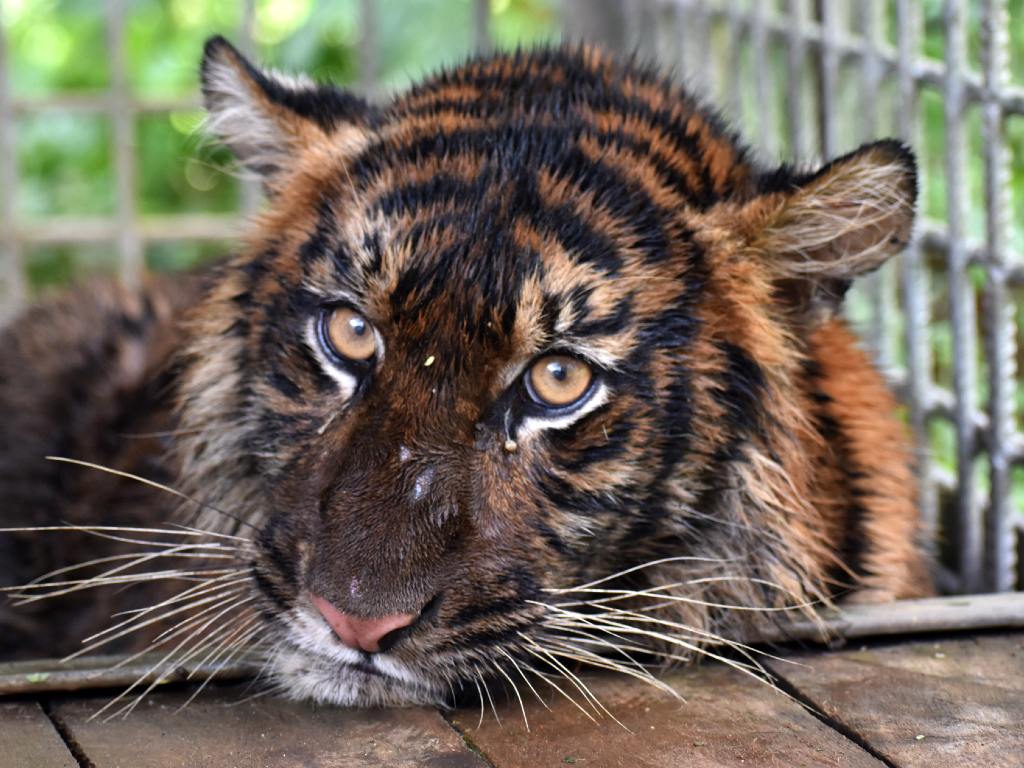 Harimau Sumatera