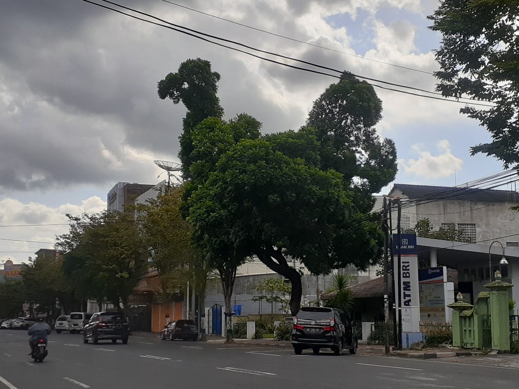 Viral Pohon Aneh  di Tanah Keraton Yogyakarta Tagar