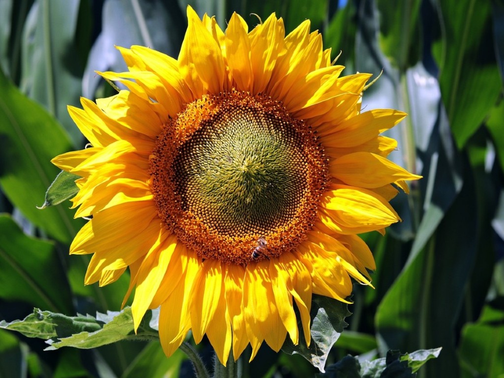 Ilustrasi Bunga Matahari