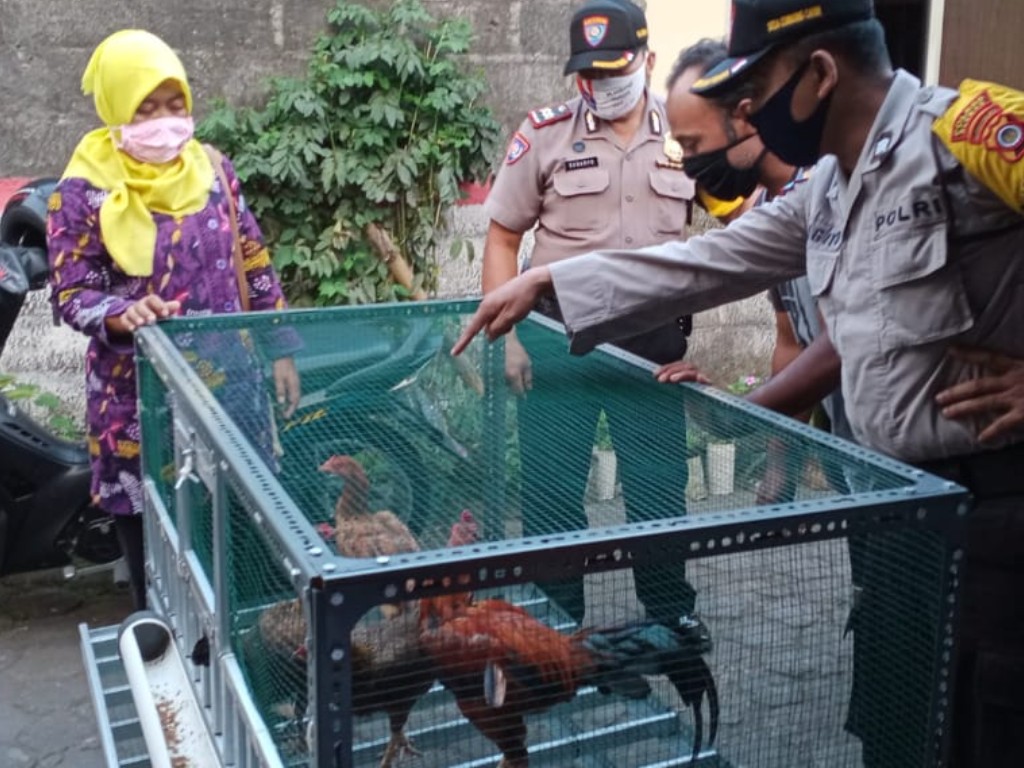 bagi-bagi ayam kampung