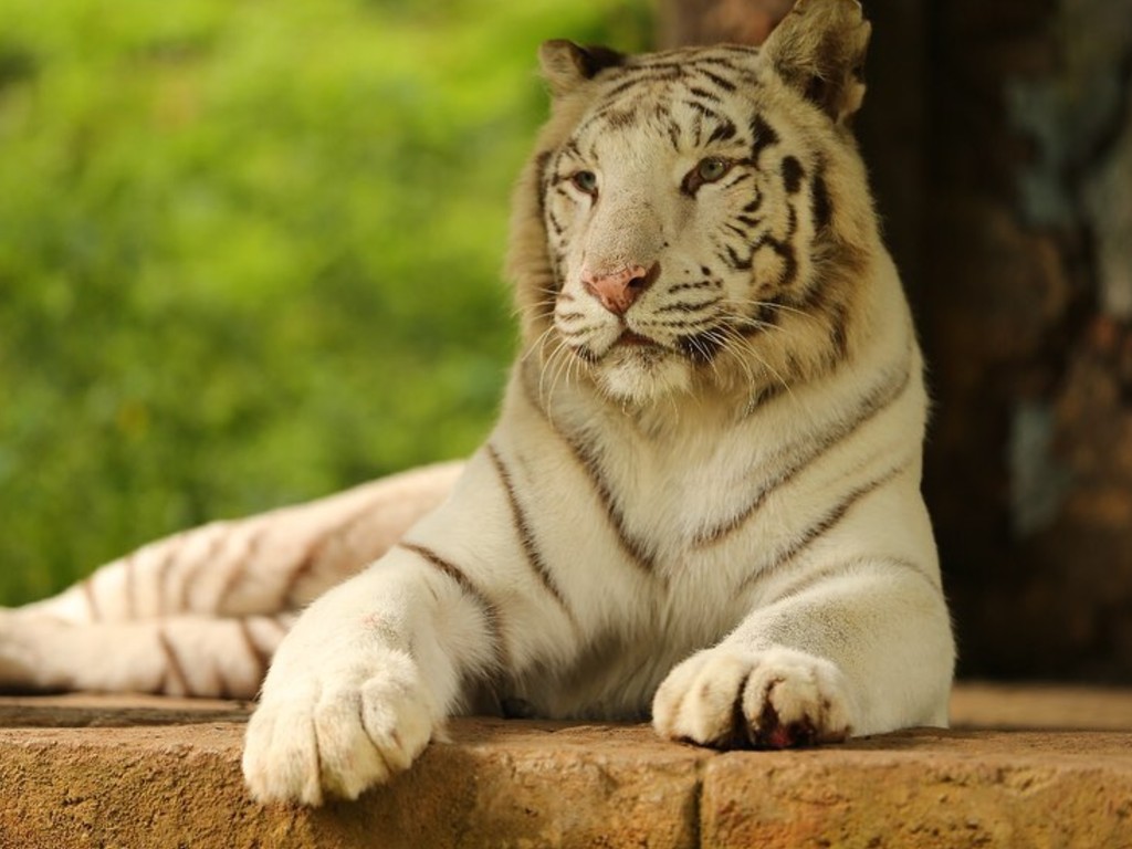 Satwa di Taman Safari Bogor