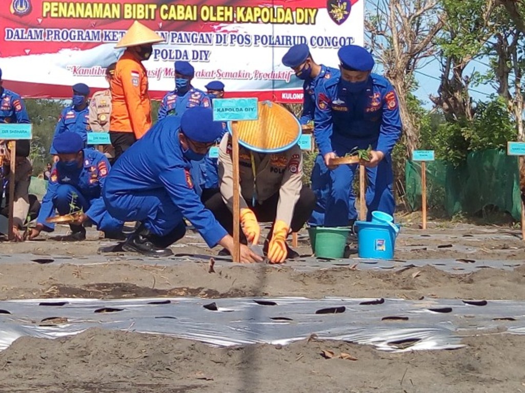 Tanam Cabai di Pesisir Kulon Progo