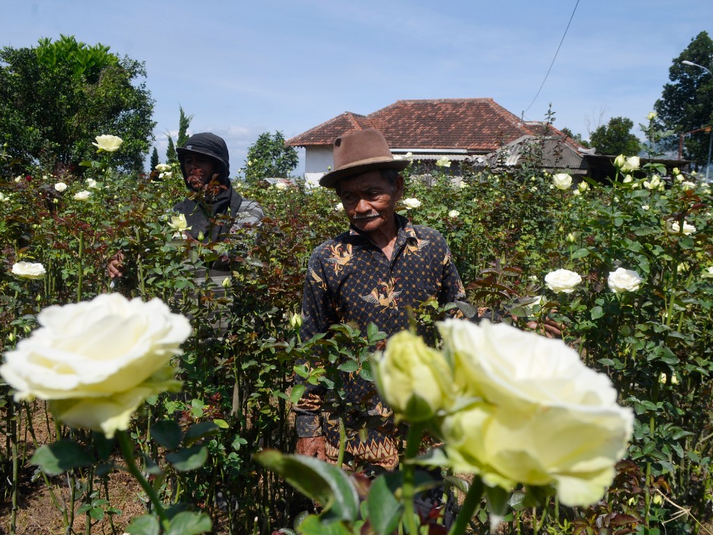 Petani Bunga Kota Batu