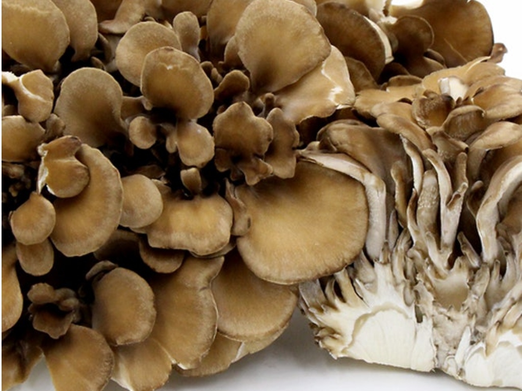 Jamur Maitake