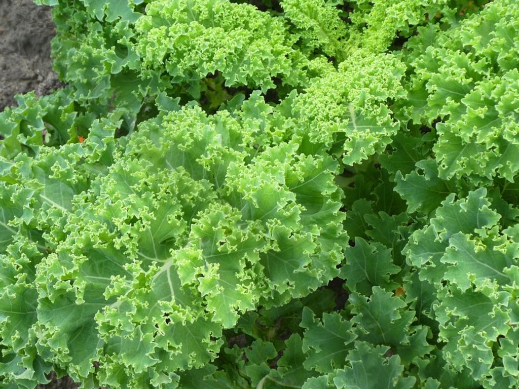Sayur Kale