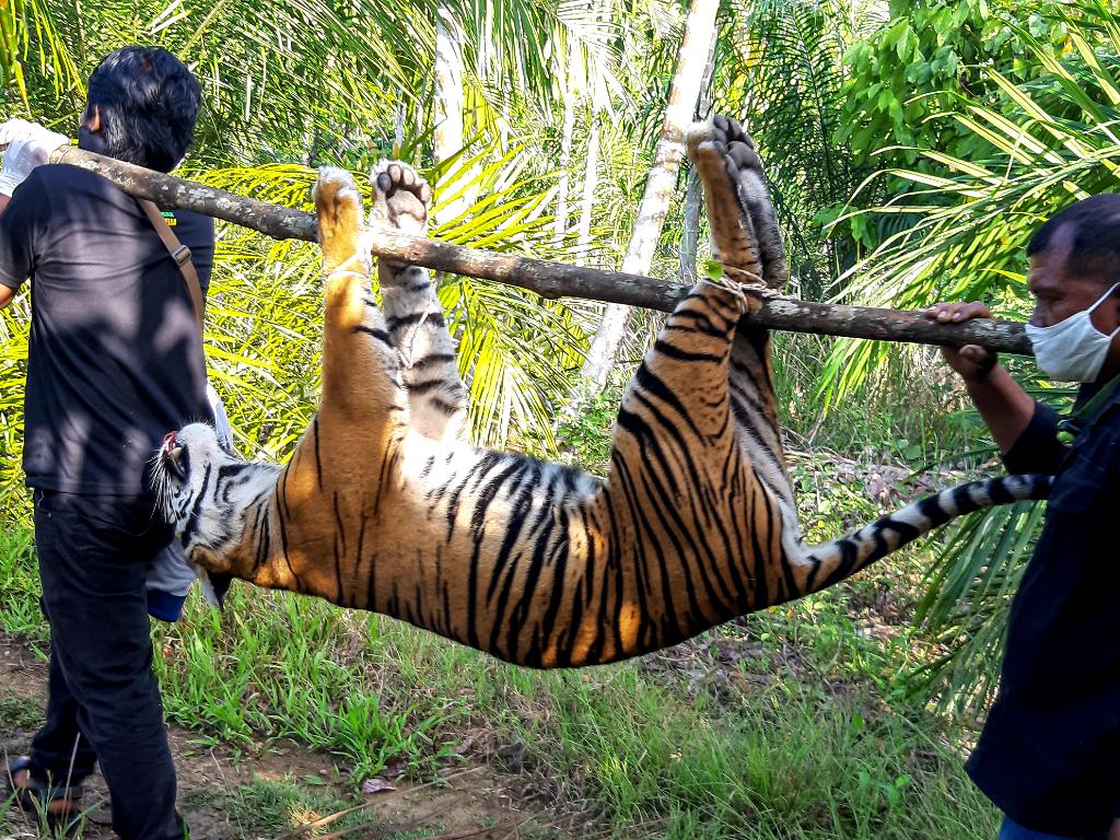 Harimau Sumatera Aceh