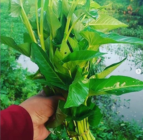 Kangkung Lombok