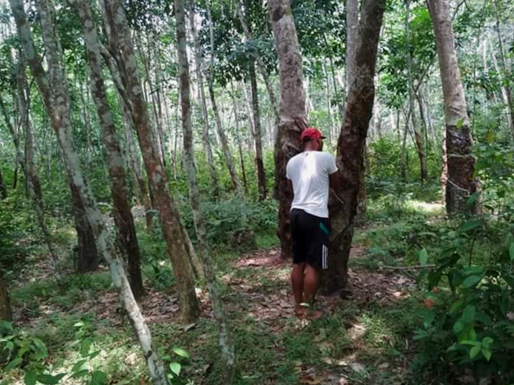 Petani Karet Aceh