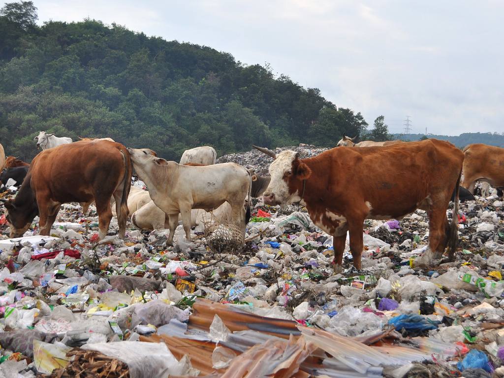 Sapi Makan Sampah