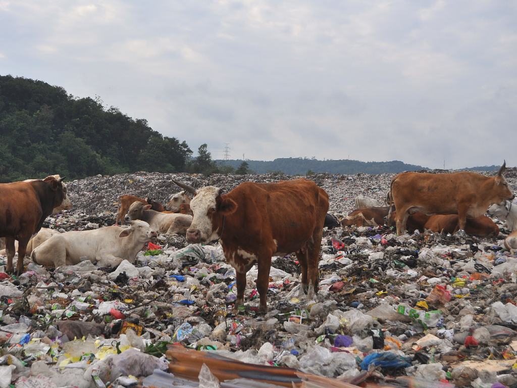 Sapi Makan Sampah