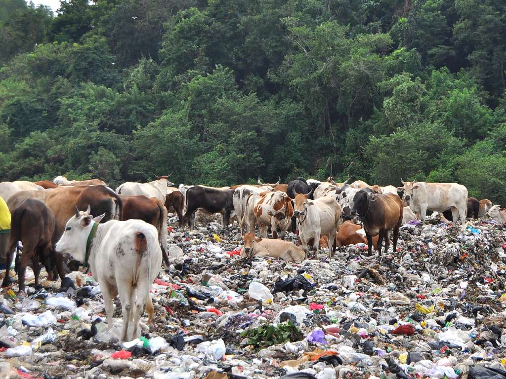 Sapi Makan Sampah