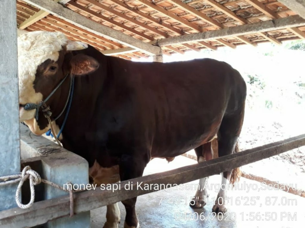 Sapi Kurban Jokowi dari Bantul